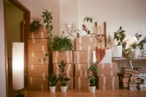 Many-boxes-plants